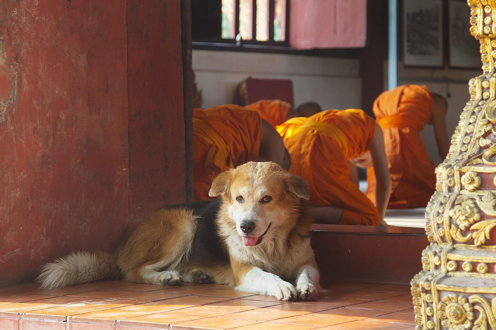 Gatuhundar, apor och rabies