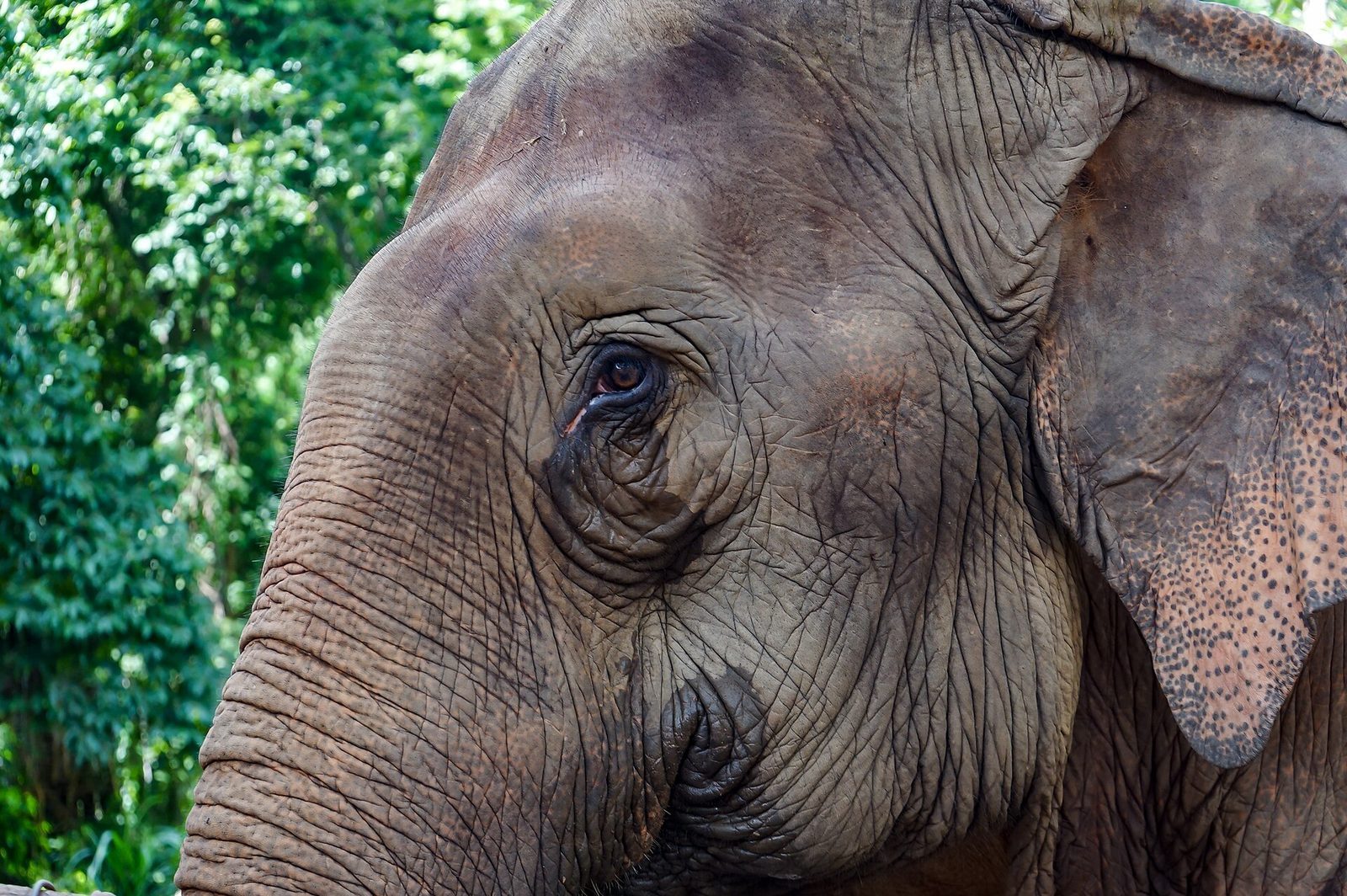 Elephant Nature Park — besöket och bokningen